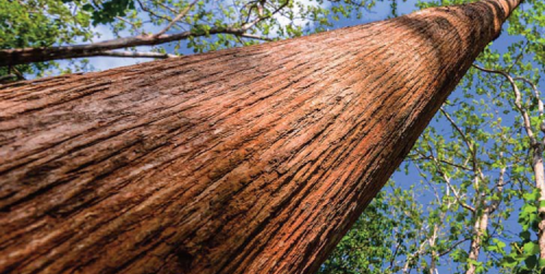Green Teak