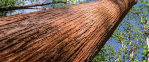 Green Teak